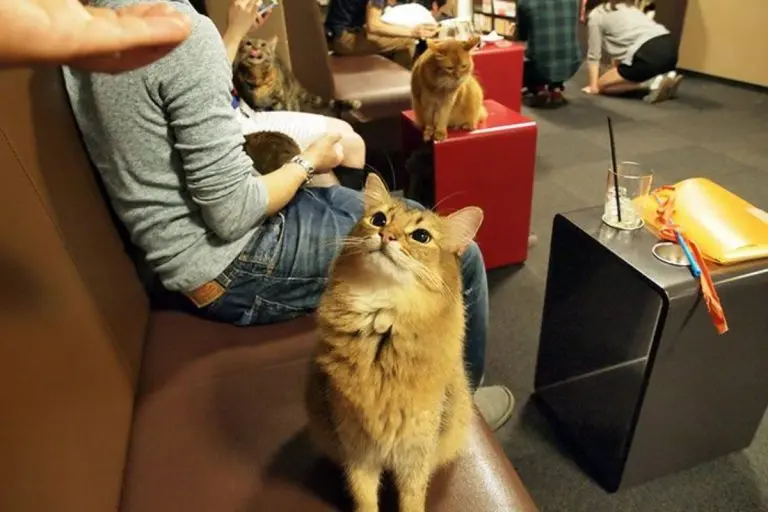 Café de gatos 